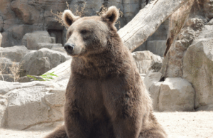 Maci az állatkertben.