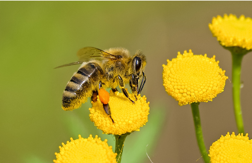 Méhecske egy virágon.