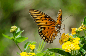 Pillangó a virágon.