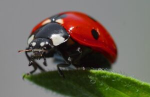 katica csoport emblémája.