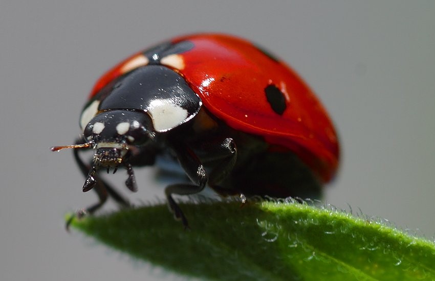 katica csoport emblémája.