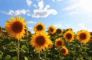 Napraforgók a mezőn.